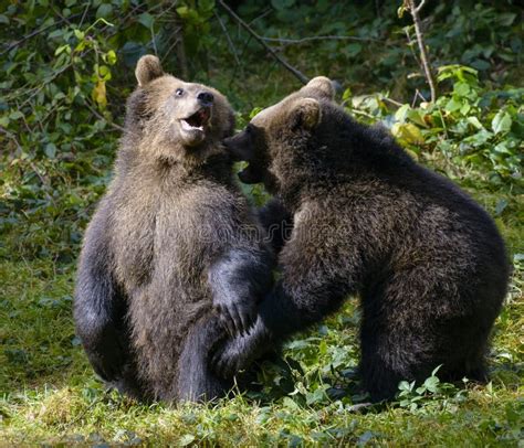Two Brown Bear Cubs Play Fighting In Nature Stock Image Image Of