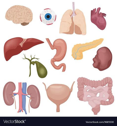Human Body Internal Parts Organs Set Isolated Vector Illustration