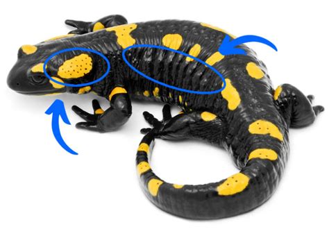Poisonous Salamanders Are They Dangerous Mr Amphibian