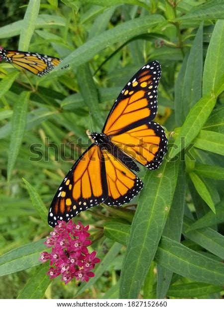 Male Monarch Butterfly On Leaf Stock Photo 1827152660 Shutterstock