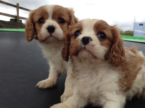Call us for details, prices and phone interview. Cavalier King Charles puppies | Ferryside, Carmarthenshire ...