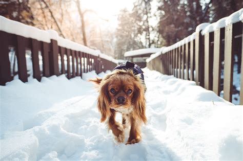 Wallpaper Snow Winter Walking Weather Season Dog Like Mammal