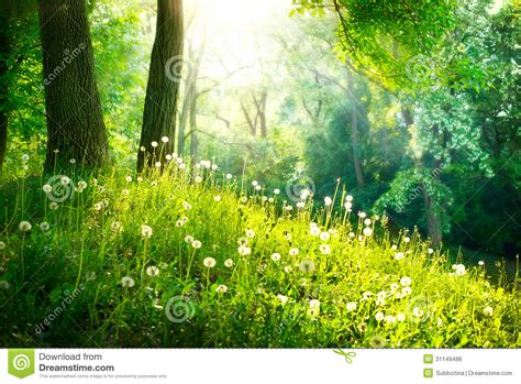 Landscape Green Grass And Trees Royalty Free Stock Image