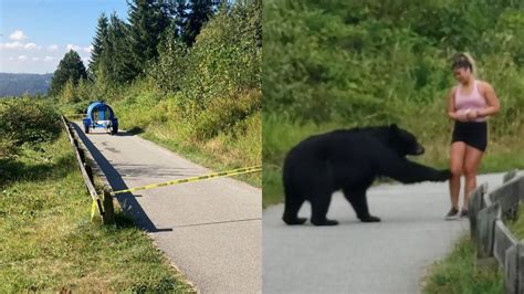 Close Encounter With Black Bear Citynews Vancouver