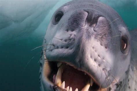 Most Dangerous Ocean Animals