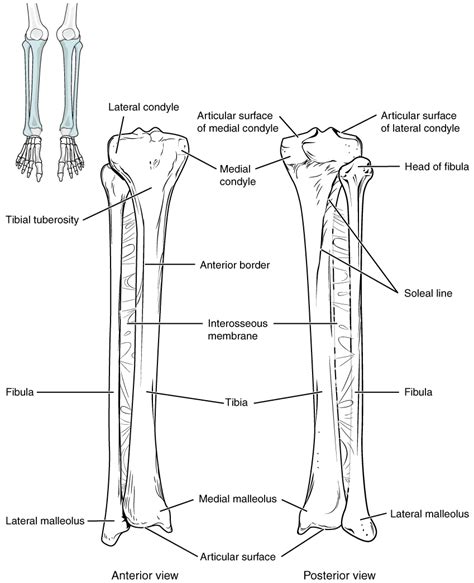 This Image Shows The Structure Of The Tibia And The Fibula The Left