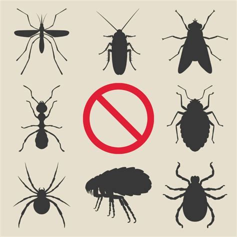 Preventative Pest Control In Atlanta Ga Metro Pest Man