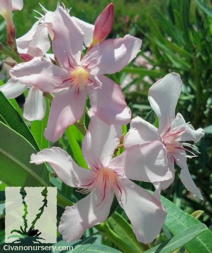 Pink Oleander Nerium Oleander ‘pink Civano Nursery
