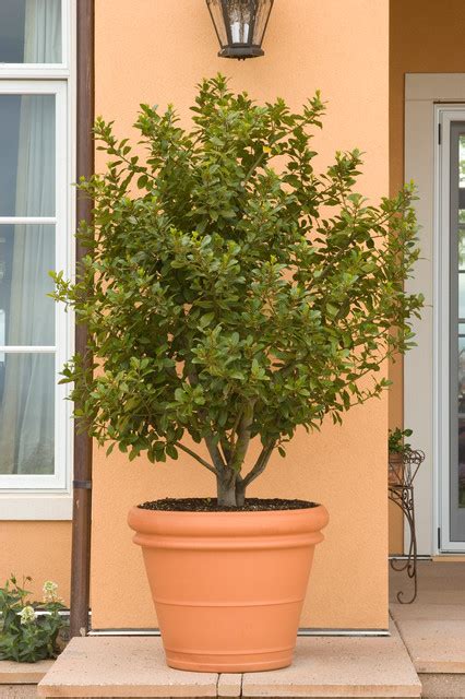 Maybe you would like to learn more about one of these? Sweet Bay, Laurus nobilis - Mediterranean - Landscape ...
