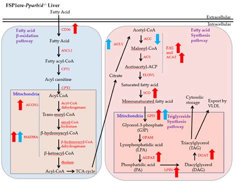 overview of lipid metabolism showing fatty acid β oxidation fatty download scientific diagram