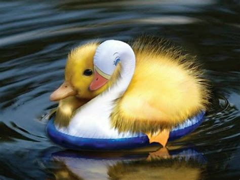 17 Best Images About Feeling Ducky On Pinterest Computer