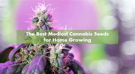 The 15 Best Medical Seed Strains In 2024 10buds