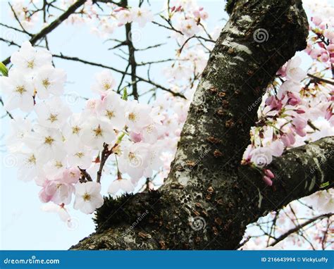 Bright Attractive Akebono Yoshino Cherry Blossom Flowering Tree