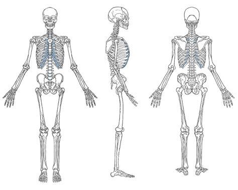 Printable Human Skeletal System