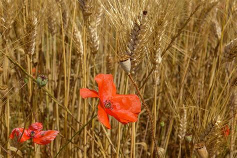 Sécher les coquelicots pendant une à deux semaines ou jusqu'à ce que les gousses brunissent et les graines cliquettent à l'intérieur. Coquelicot et épis de blés by Robert Padovani on 500px ...
