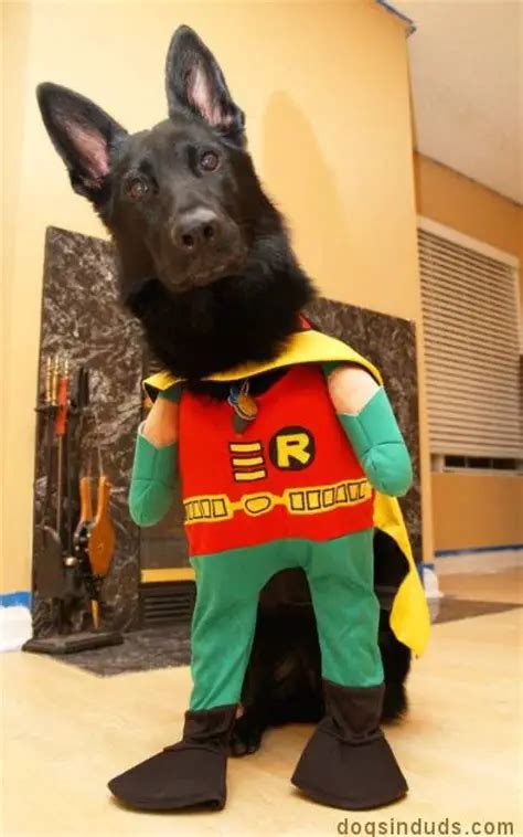 23 Best Halloween Costumes For German Shepherds Page 6 The Paws