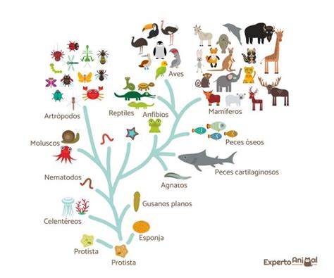 Origen Y Evolución De Los Animales Resumen Y Esquema 2023