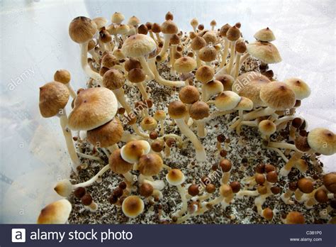 How To Grow Psilocybe Cubensis Change Comin