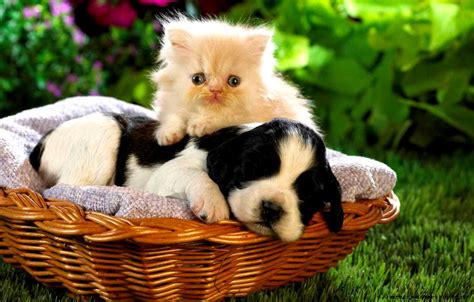 Pictures Of Cute Kittens And Puppies Pictures Of Animals 2016