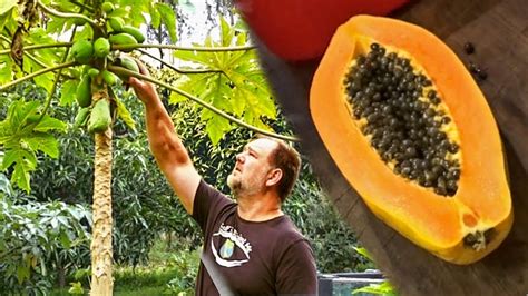 How To Grow Papaya At Home From Seed Youtube