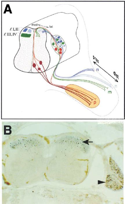 Organization Of Primary Sensory Afferent Projections To The Spinal Cord