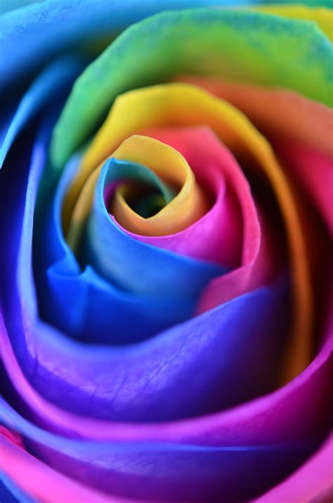 Rainbow Rose Pictures Download Free Images On Unsplash