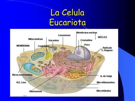 Estructura Y Partes De La Celula Eucariota Abc Fichas Images