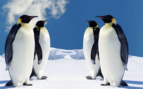 Penguins Desktop Wallpaper 79 Images