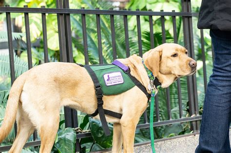 The Benefits Different Types Of Service Dogs Offer 4knines