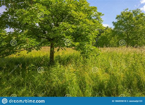 Lush Green Foliage Of Trees In A Grassy Field Of A Forest In Sunlight