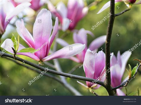 Check spelling or type a new query. Branch Of Magnolias Flowers. Blooming Magnolia Tree With ...