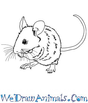 Check spelling or type a new query. How to Draw a Realistic Mouse