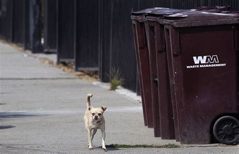 Thousands of stray Chihuahuas roam Bay Area neighborhoods