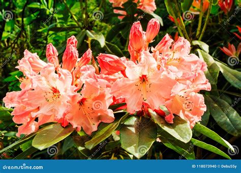 Pale Pink Rhododendron Flowers In A Garden Stock Photo Image Of