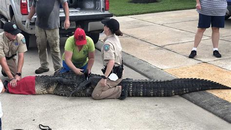 When A Nearly 12 Foot Alligator Came Toward His 4 Year Old This Dad