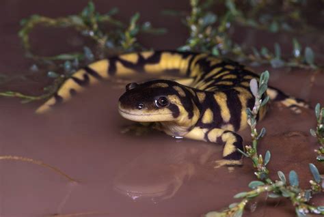 Ambystoma Mavortium Nebulosum Arizona Tiger Salamander Flickr