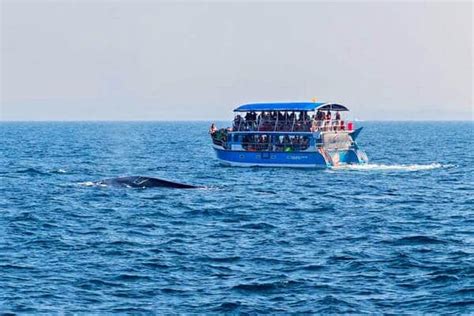 Mirissa Whale Watching Tour From Tangalle Visit Mirissa