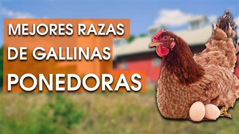 Las 13 Mejores Razas De Gallinas Ponedoras 🐔 Youtube