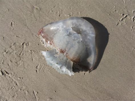 May 18, 2021 · can dogs eat jelly? If Dogs Could Talk: Jelly Fish Stings and Ingestion by Dogs