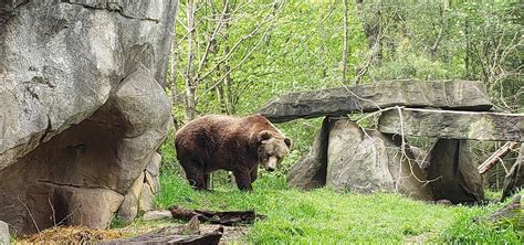 North Carolina Zoos Beloved Grizzly Bear Yepani Passes Away North