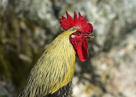 Cock Portrait Chabo Chicken Breed Editorial Stock Photo Stock Image