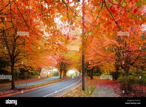 Maple Trees Canopy Lined Curvy Winding Street With Fall Foliage During