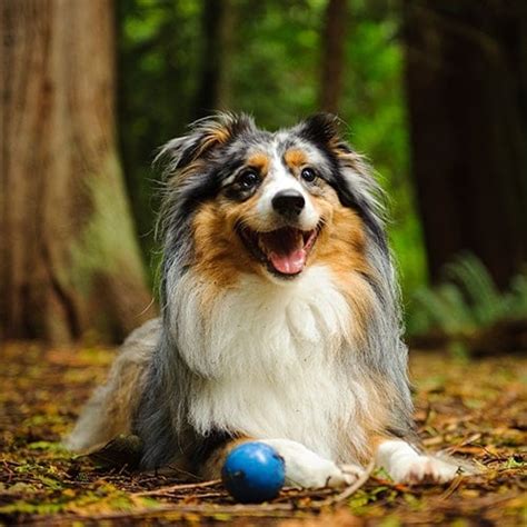 Australian Shepherd Dog Breed Facts And Information