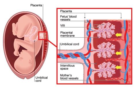 Three processes contribute to this movement this is called diffusion. BBC - GCSE Bitesize: Diffusion in cells