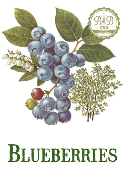 vintage blueberry print digital download jpeg of vintage blueberries plant and botanical