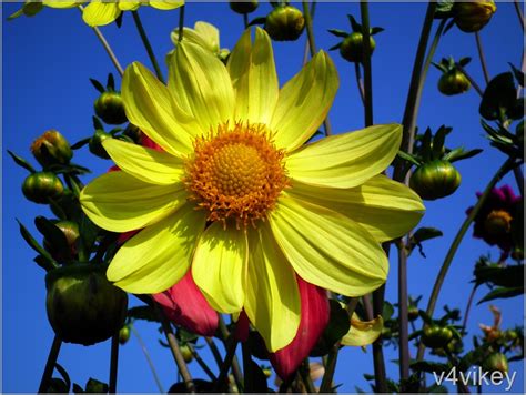 Single Flowering Yellow Dahlias Photo Trap