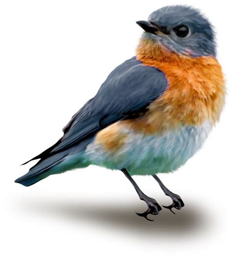 تصویر Png پرنده پرنده رنگی Png Bird Background دانلود رایگان