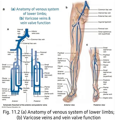 Function Of Venous Valves