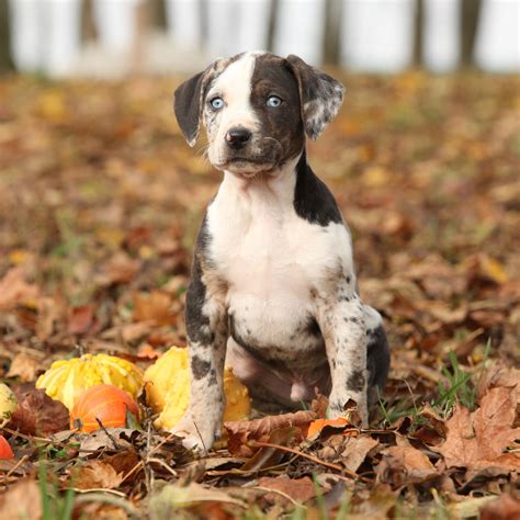 Did You Know That The Catahoula Leopard Dog Is One Of The Few Breeds