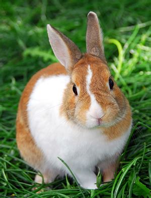 5 genera and species that cause coccidiosis. Blood In Rabbit Stool - Stools Item